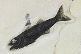 Fossil Fish (Mioplosus & Knightia) Plate - Wyoming #179312-2